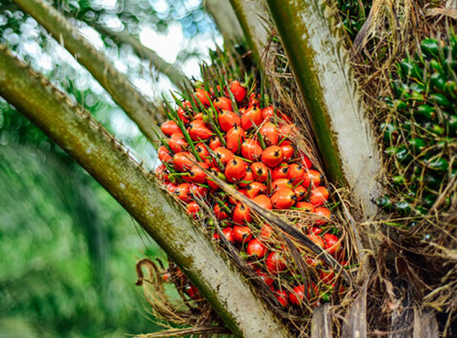 Harvesting in Cameroon